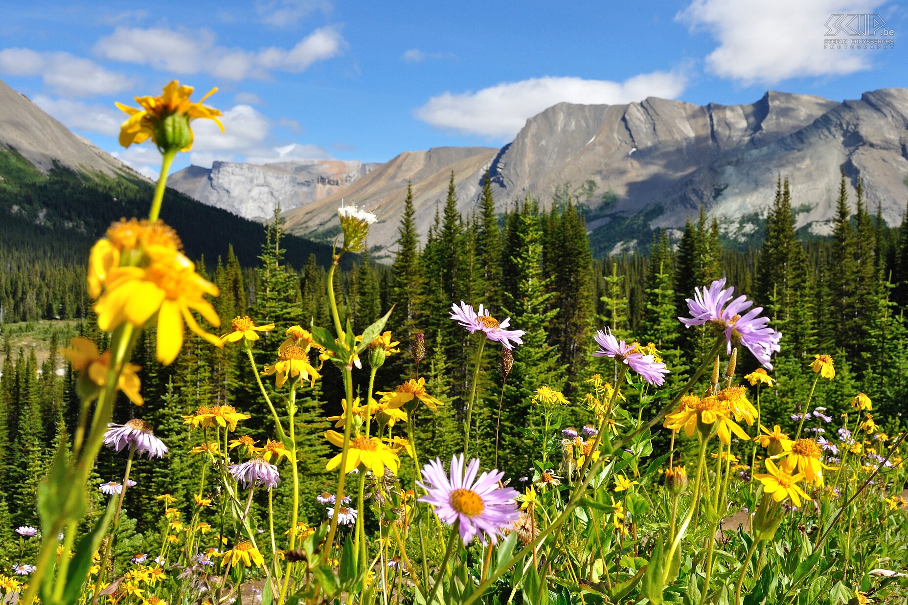 Banff NP - Parkers Ridge The beautiful and short Parker Ridge trial of 4km has views on some glaciers and flowering meadows. Stefan Cruysberghs